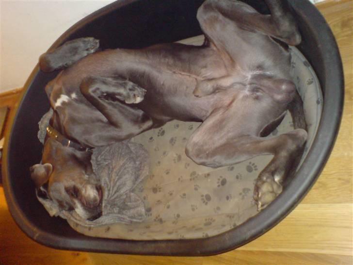 Grand danois Balou billede 13