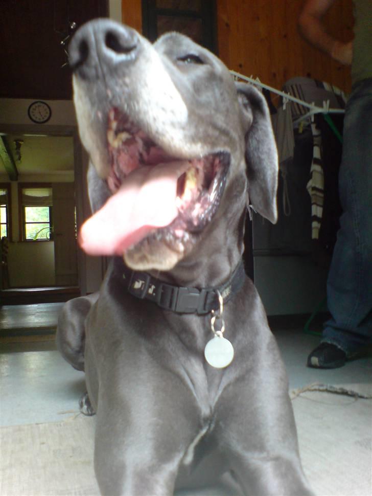 Grand danois Balou billede 14