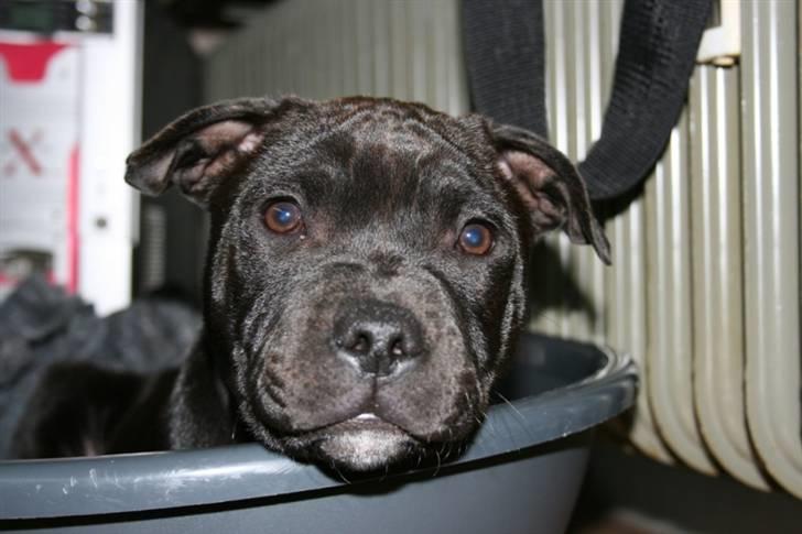 Staffordshire bull terrier Spike billede 9