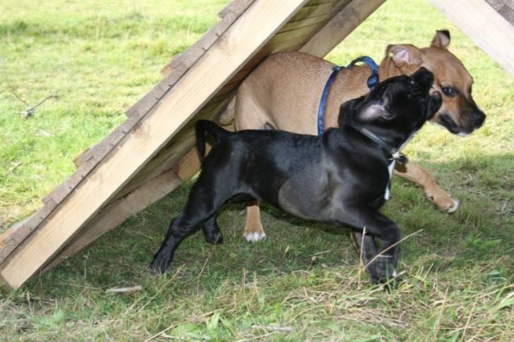 Staffordshire bull terrier Spike - Her leger jeg lidt med Gangster billede 10