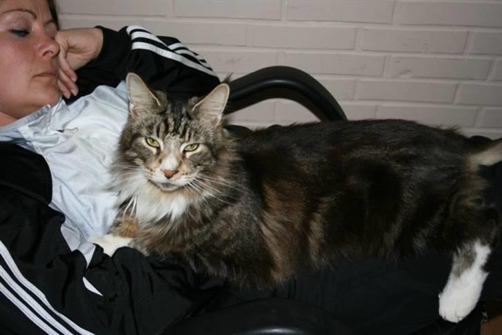 Staffordshire bull terrier Spike - Min bedste lege kammi "Tyson" billede 11