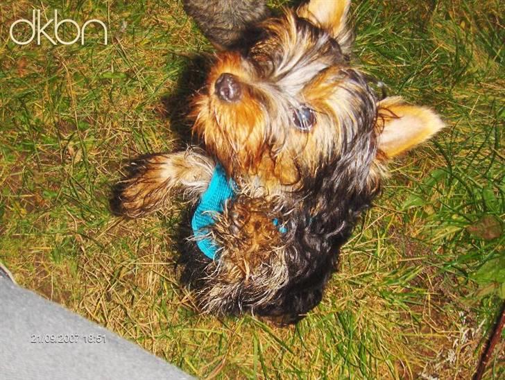Yorkshire terrier Alfred billede 19