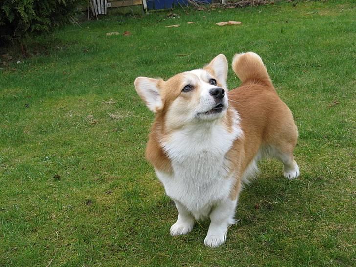 Welsh corgi pembroke Mickey - <3 billede 18