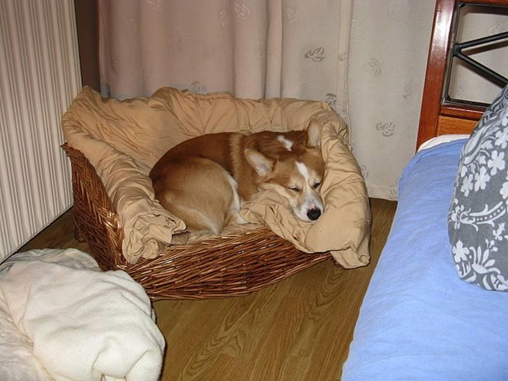 Welsh corgi pembroke Mickey - <3 billede 19