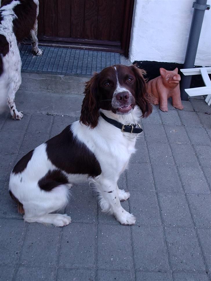 Engelsk springer spaniel Frida billede 1