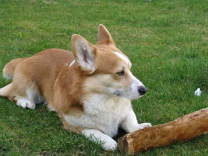 Welsh corgi pembroke Mickey - <3 billede 20