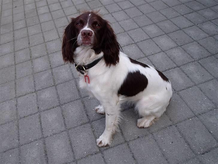 Engelsk springer spaniel Frida billede 2