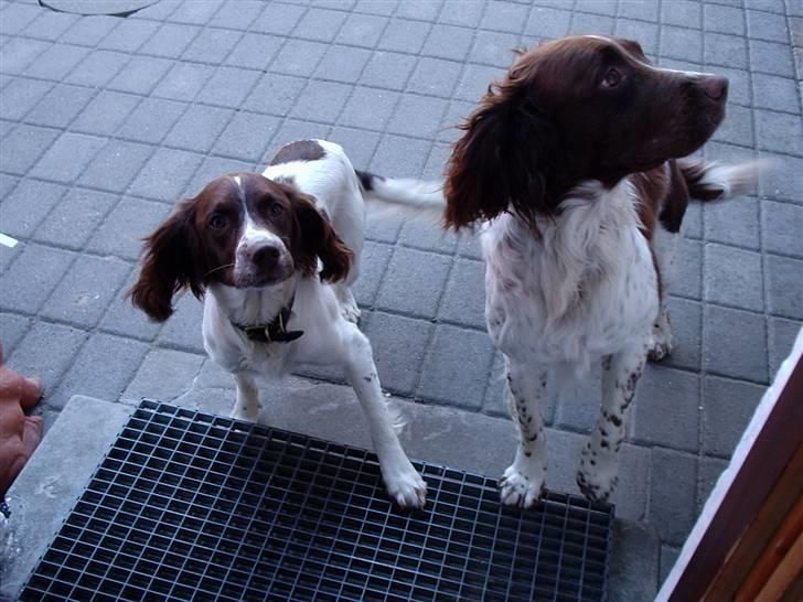 Engelsk springer spaniel Frida billede 3