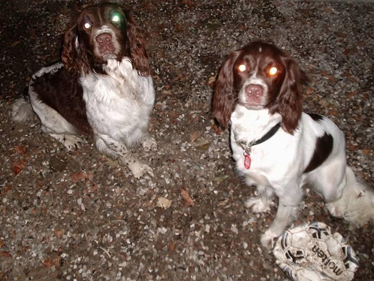 Engelsk springer spaniel Frida billede 4