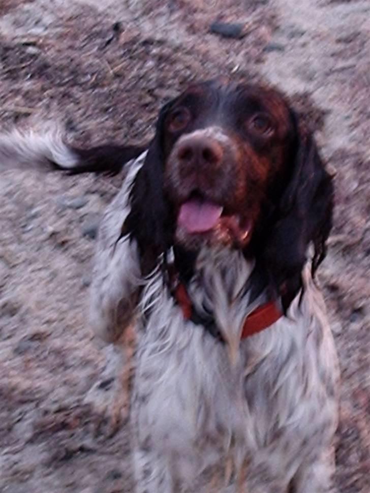 Engelsk springer spaniel Frida billede 5