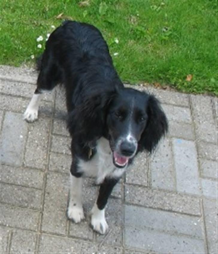 Blanding af racer Sille - Her er så min dejlige hund sille der kommer flere billeder senere billede 1