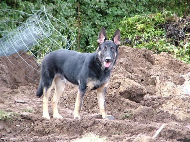 Schæferhund Nero - Jubiiii en jordbunke jeg kan lege i billede 12