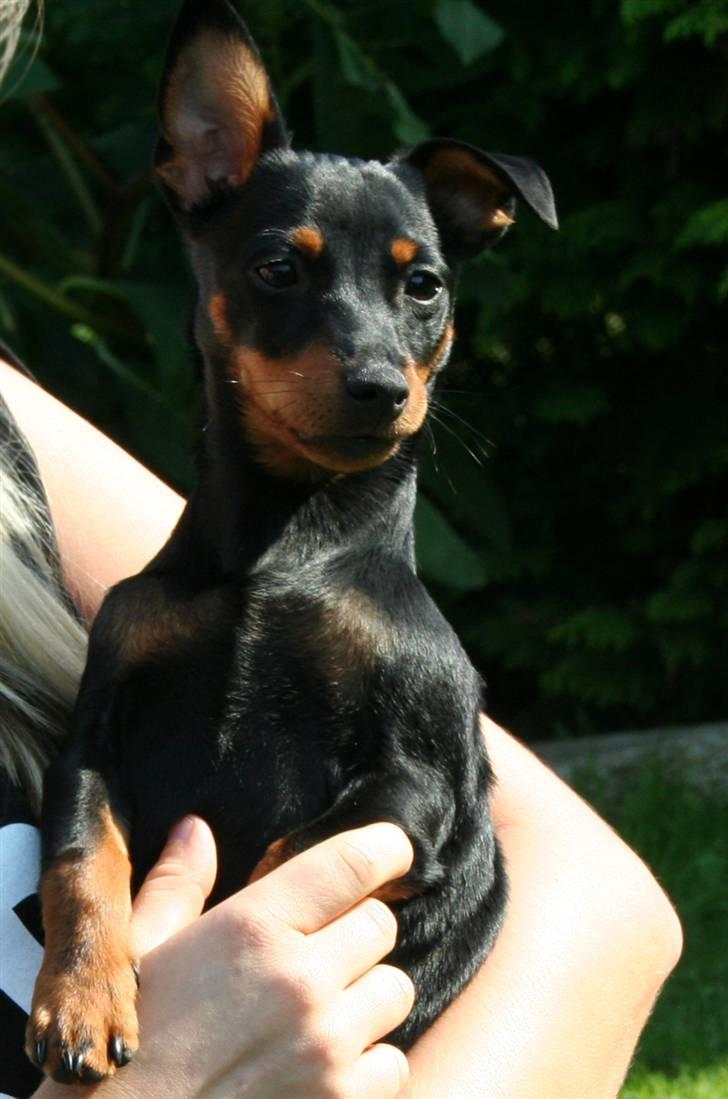 Dvaergpinscher Maxi - Hva´ såå tøser... ;-) raawr billede 8