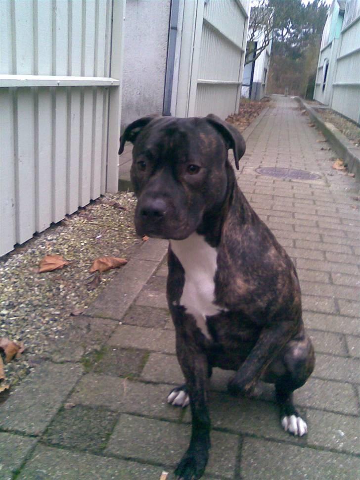 Amerikansk staffordshire terrier cammo - har lige fået øje på noget vildt spændene billede 1