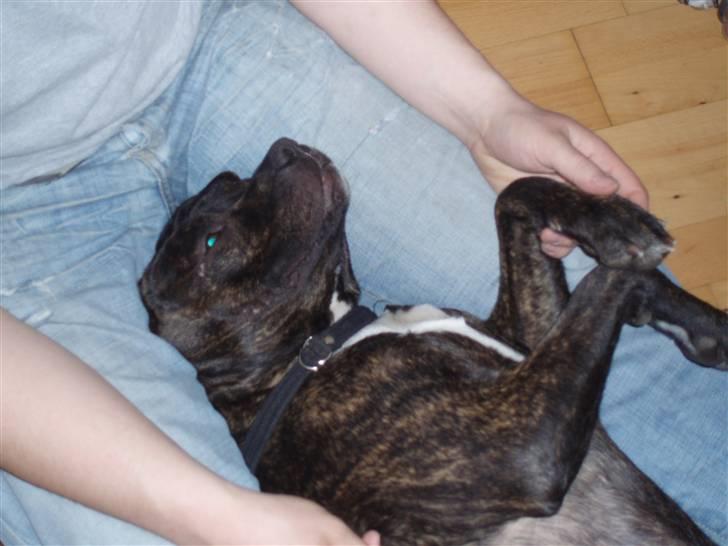 Amerikansk staffordshire terrier cammo - af en eller anden grund elsker jeg bare og få klippet negle:) billede 2