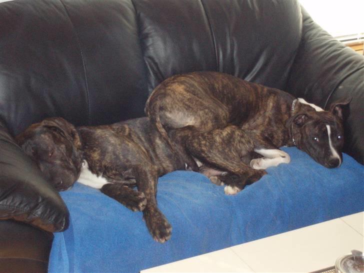 Amerikansk staffordshire terrier cammo - så typisk lady, bare og ligge sig oven på mig.. billede 3