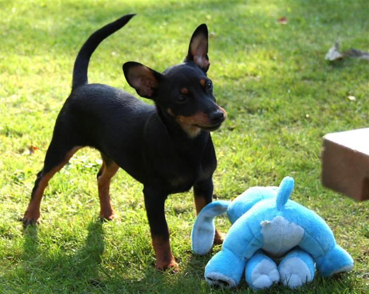 Dvaergpinscher Maxi billede 9