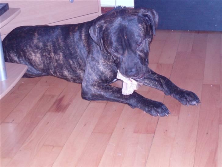 Amerikansk staffordshire terrier cammo - mums billede 4