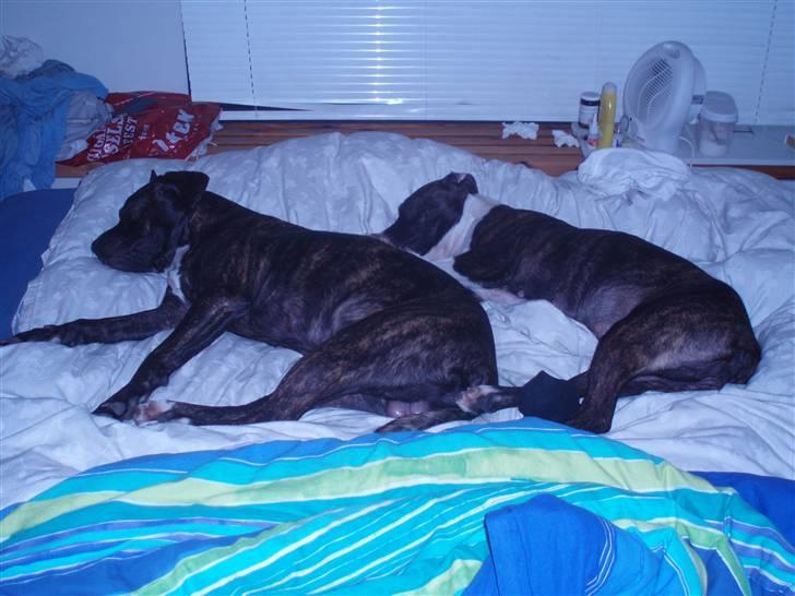 Amerikansk staffordshire terrier cammo - låner lige mor og fars seng:) billede 5