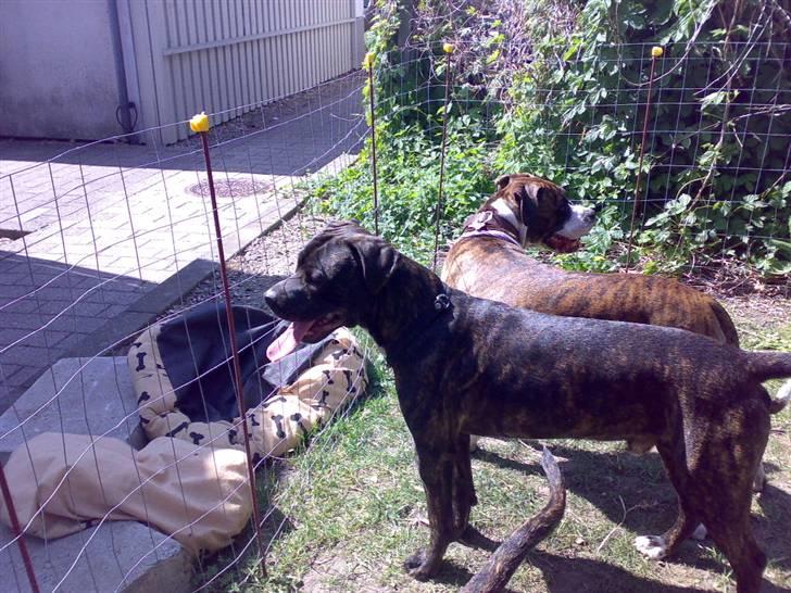 Amerikansk staffordshire terrier cammo - tittelue over på den anden side billede 6