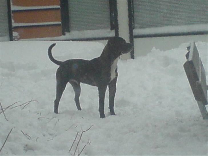 Amerikansk staffordshire terrier cammo - kender i det når man får stiéren på:) billede 7