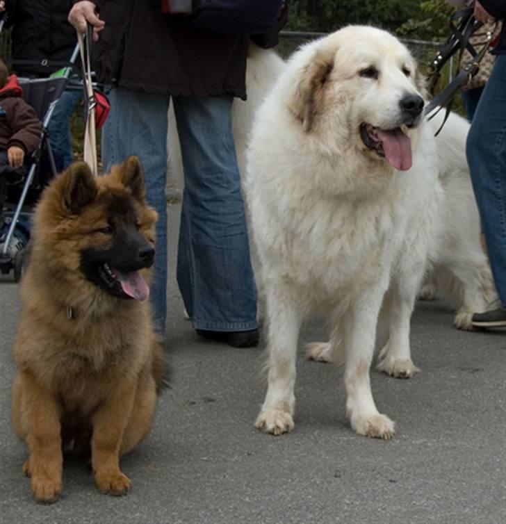 Eurasier Spike - Spike og Pyreneerhunden Harley billede 17