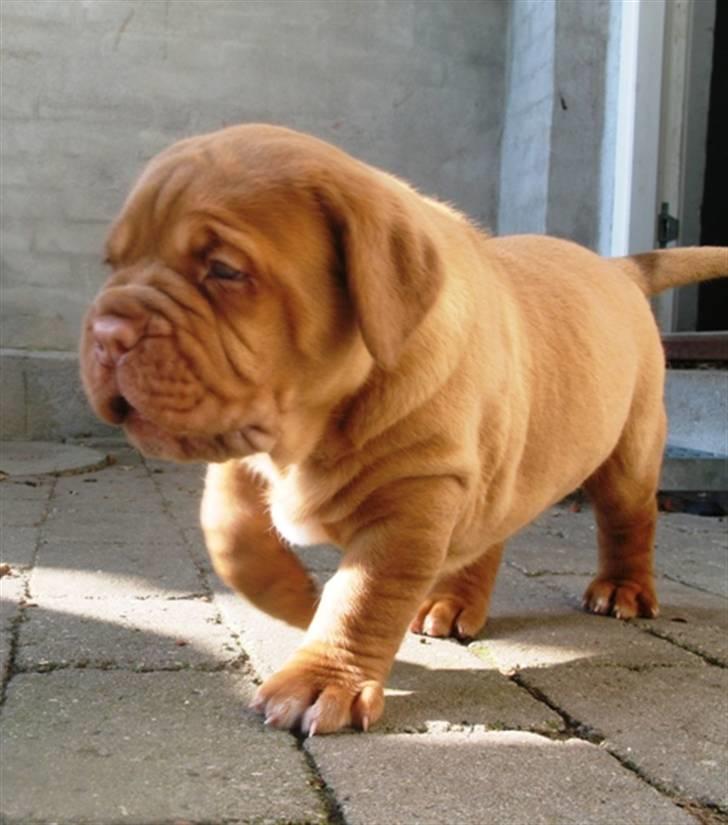 Dogue de bordeaux Amos - Amos 4 uger.. på udendørs eventyr billede 1