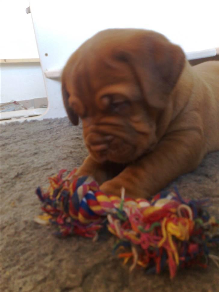 Dogue de bordeaux Amos - Nu har jeg dig !! billede 2