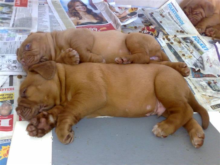 Dogue de bordeaux Amos - Amos & søster Athene sover i ske billede 3