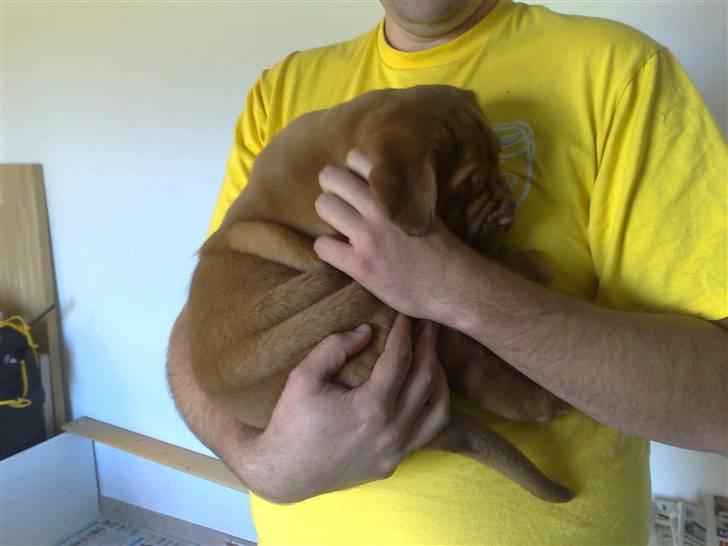 Dogue de bordeaux Amos - Lille Rynke billede 4