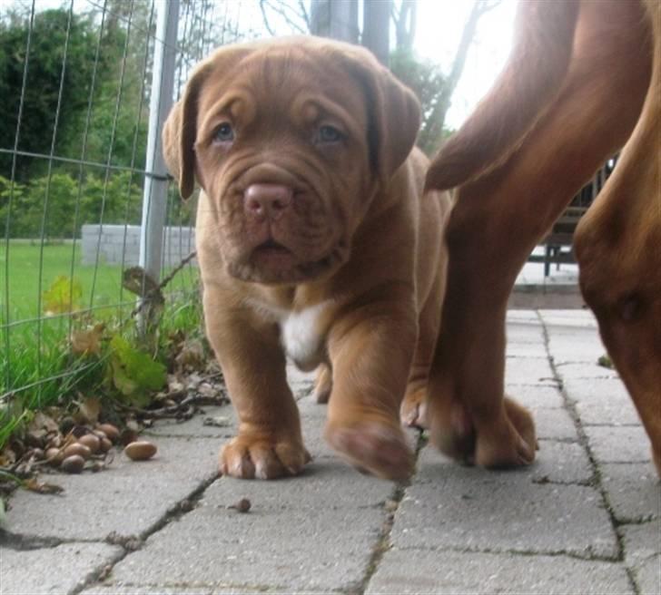 Dogue de bordeaux Amos - Kan du ikke se at jeg prøver at gemme mig bag min mors røv ?! billede 5