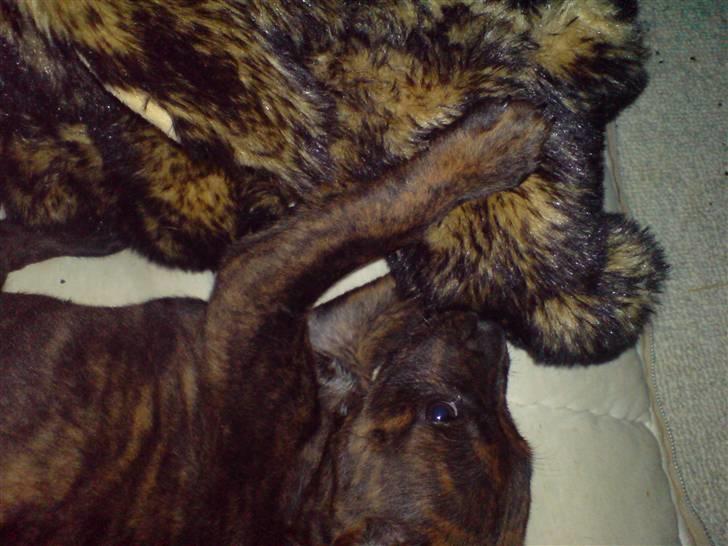 Blanding af racer Bertram R.I.P  :,( - Her ligger han sammen med hans Ynglings Bamse billede 4