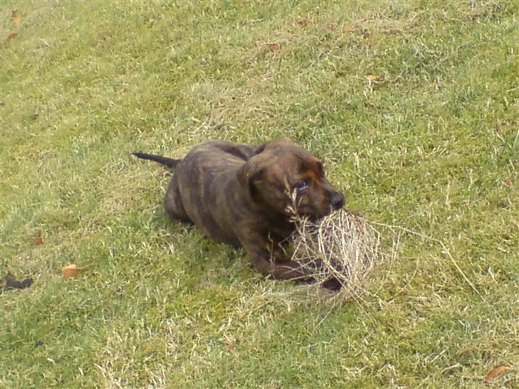 Blanding af racer Bertram R.I.P  :,( - Her er han ude i haven billede 8