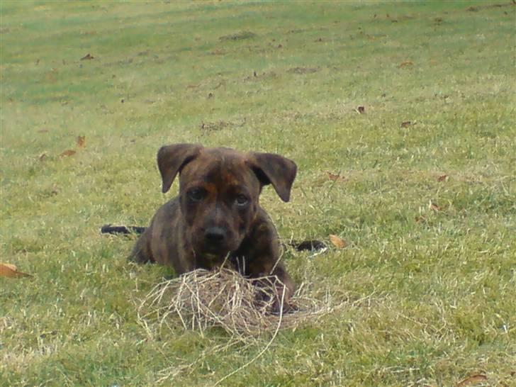 Blanding af racer Bertram R.I.P  :,( - Her er han os ude i haven billede 9