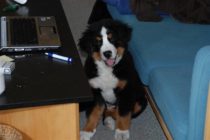 Berner sennenhund Anton - En lille bandit billede 13