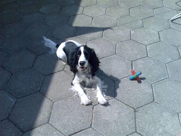 Cocker spaniel Rocky billede 4