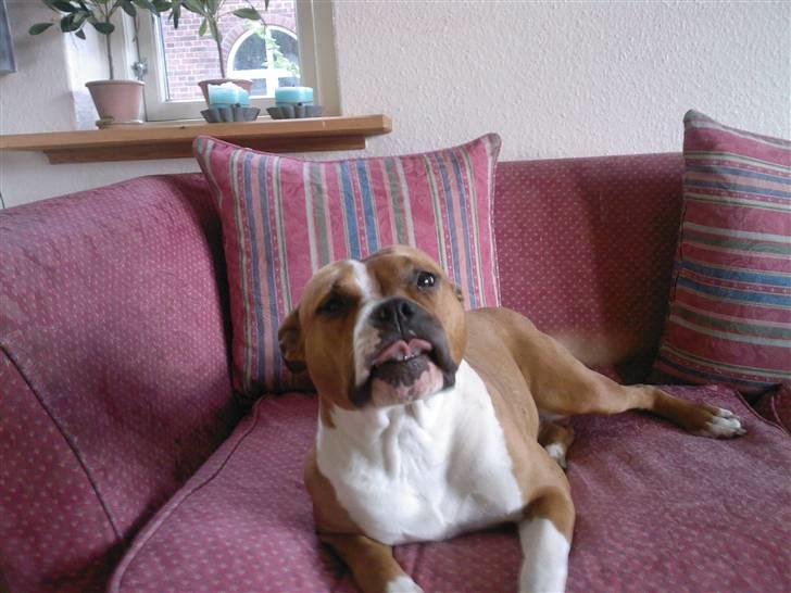 Amerikansk staffordshire terrier Tequilla R.I.P billede 1