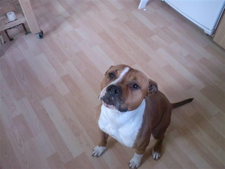 Amerikansk staffordshire terrier Tequilla R.I.P billede 3