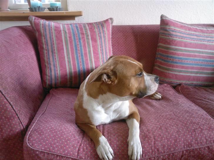 Amerikansk staffordshire terrier Tequilla R.I.P billede 4