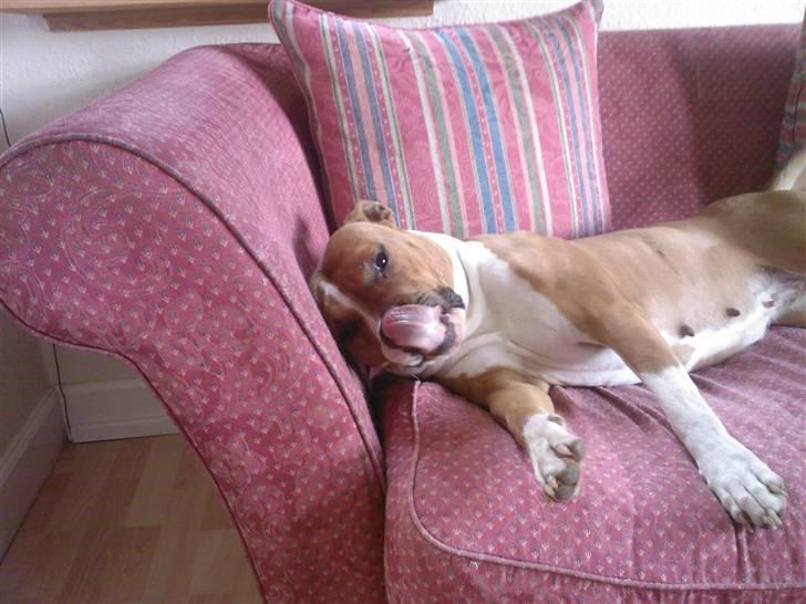 Amerikansk staffordshire terrier Tequilla R.I.P billede 5