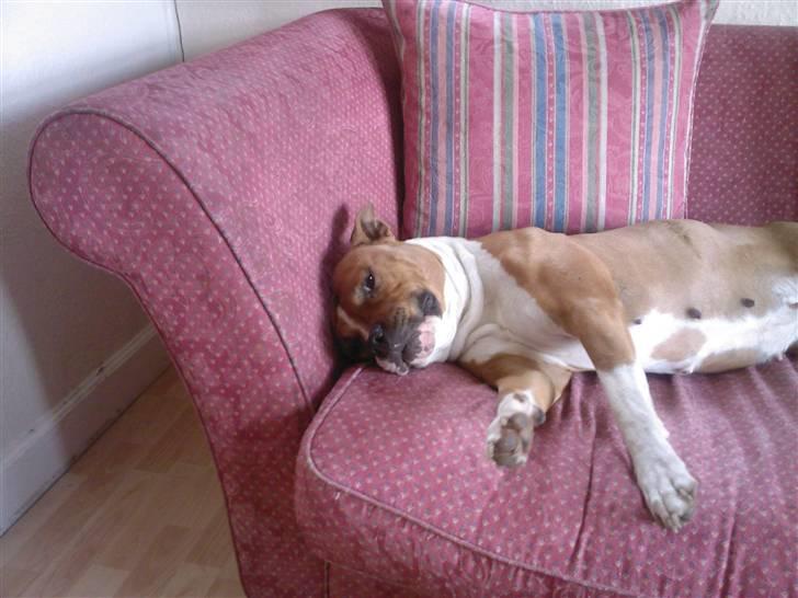 Amerikansk staffordshire terrier Tequilla R.I.P billede 6