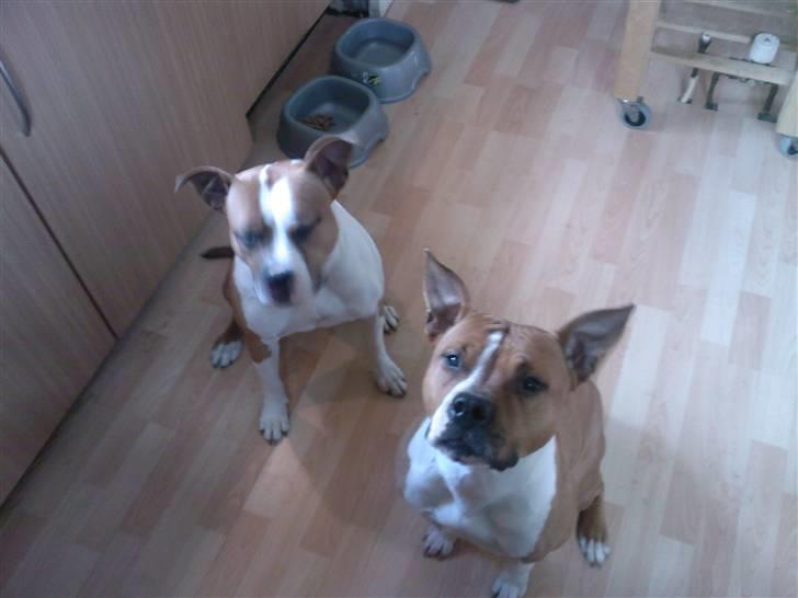 Amerikansk staffordshire terrier Tequilla R.I.P billede 7