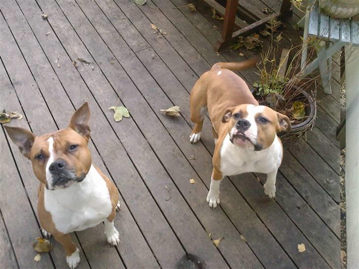 Amerikansk staffordshire terrier Tequilla R.I.P billede 8