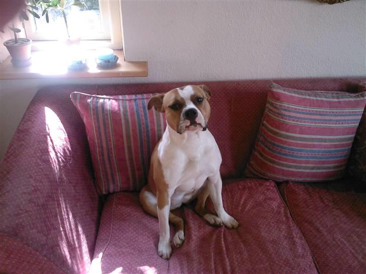 Amerikansk staffordshire terrier Miabella billede 1