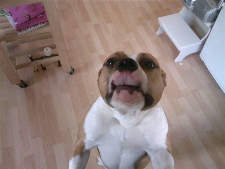 Amerikansk staffordshire terrier Miabella billede 2