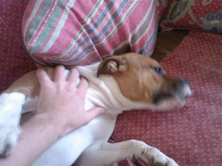 Amerikansk staffordshire terrier Miabella - okay du vandt far.... billede 3