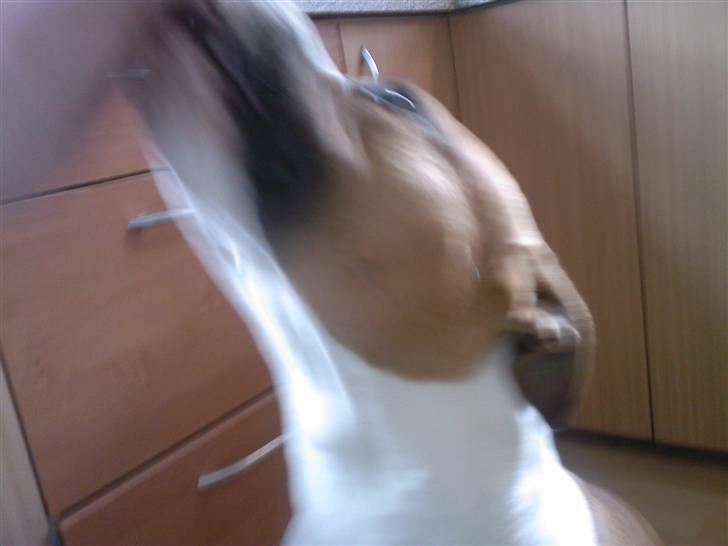 Amerikansk staffordshire terrier Miabella billede 4