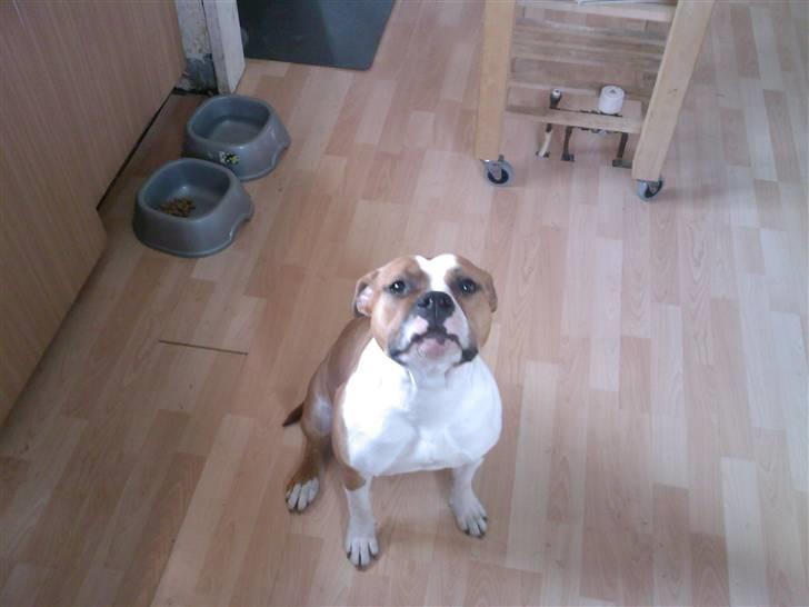 Amerikansk staffordshire terrier Miabella billede 5