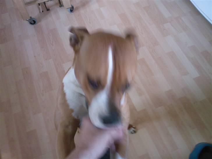 Amerikansk staffordshire terrier Miabella billede 6