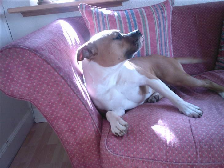 Amerikansk staffordshire terrier Miabella billede 7